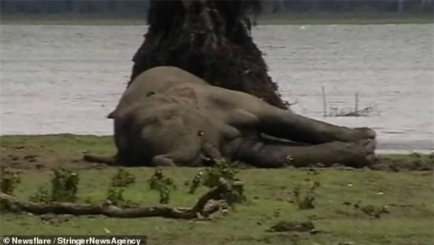 Xác của con voi đầu đàn gục ngã bên bờ sông.