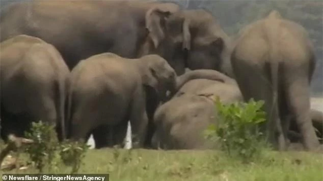 Đàn voi không kể lớn bé đều thể hiện lòng thương nhớ vô hạn đến người lãnh đạo của chúng.