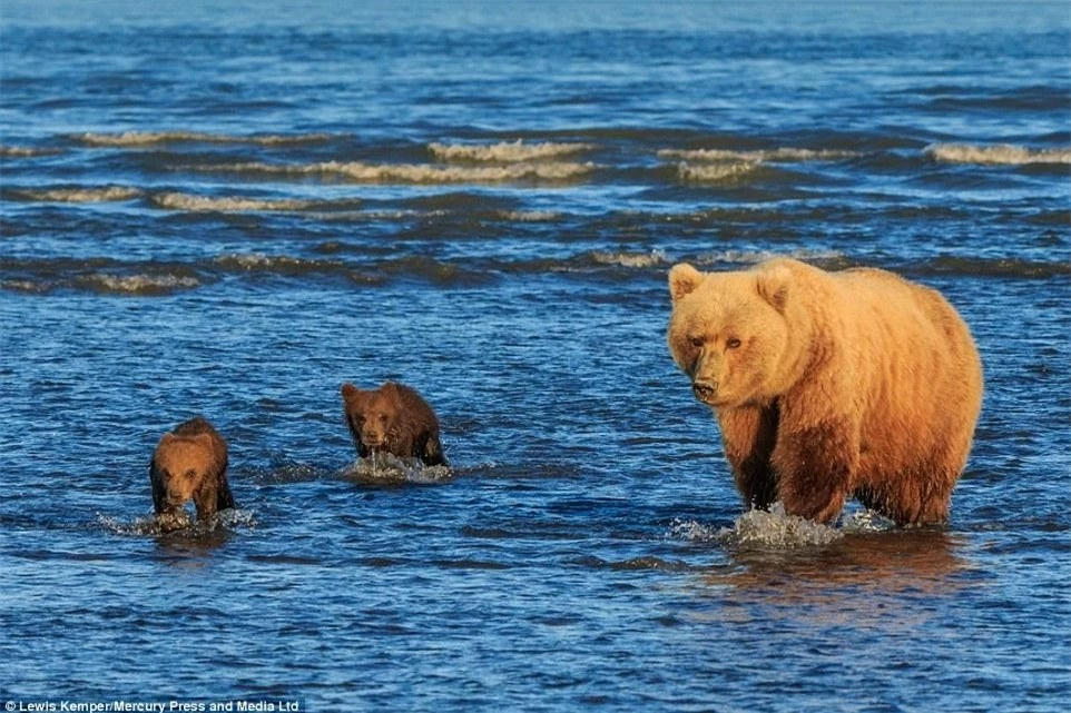 Gấu con được mẹ dắt đi săn mồi. Ảnh: Lewis Kemper.