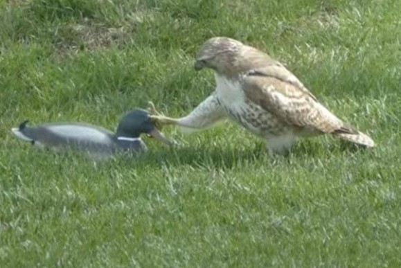 Clip: Diều hâu hống hách bất lực trước chú vịt "không cảm xúc"