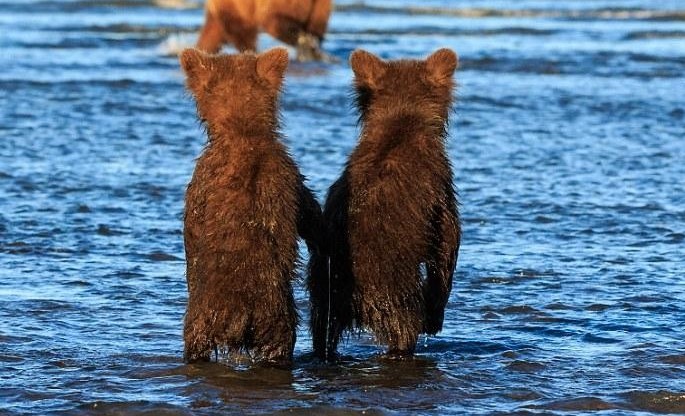 Mê mẩn khoảnh khắc đôi gấu con khoác tay, cùng nhau ngóng trông gấu mẹ đi săn mồi