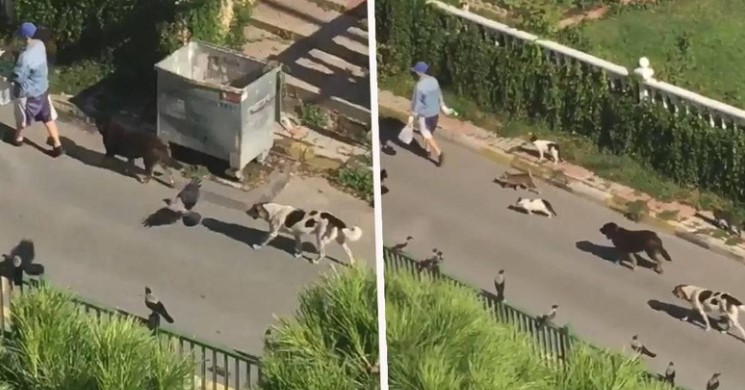 Clip: Người phụ nữ bí ẩn điều khiển được cả chó, mèo và các loài chim