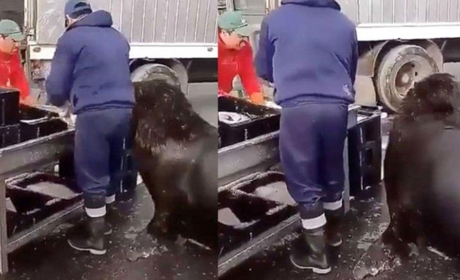 Clip: Chú sư tử biển sử dụng tuyệt chiêu để "không làm mà vẫn có ăn"