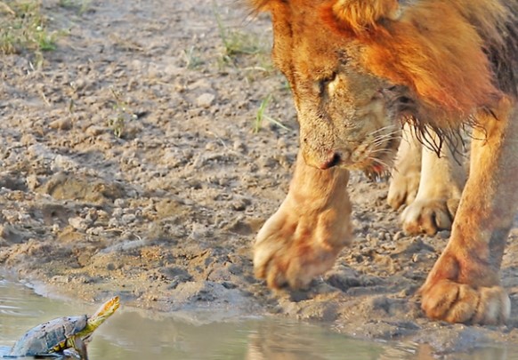 Clip: Sinh vật tý hon khiến cặp sư tử dũng mãnh cũng phải "bó tay" khi đối đầu