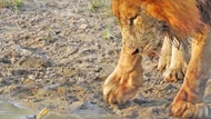 Clip: Sinh vật tý hon khiến cặp sư tử dũng mãnh cũng phải "bó tay" khi đối đầu