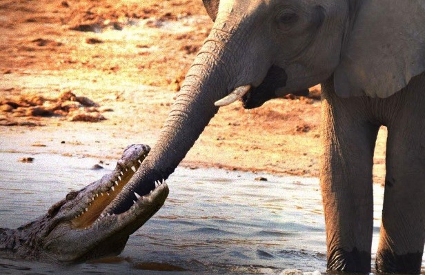 Clip: Uống nước trong lãnh thổ của cá sấu, voi rừng bị tập kích suýt gãy vòi