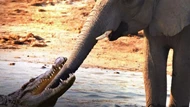 Clip: Uống nước trong lãnh thổ của cá sấu, voi rừng bị tập kích suýt gãy vòi