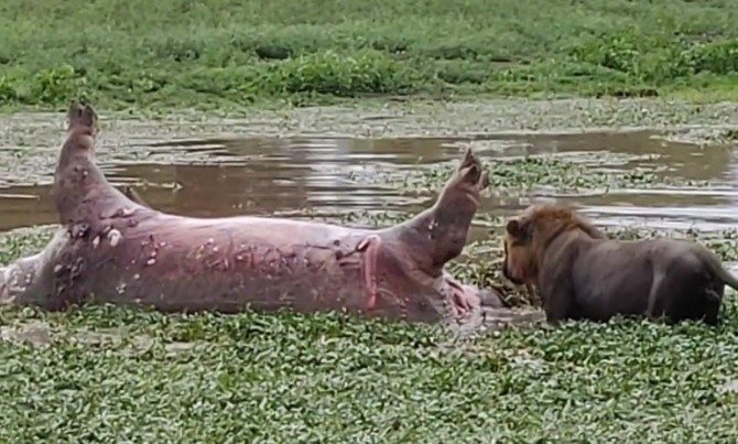 Clip: Đang tận hưởng bữa ăn, sư tử gặp tình huống dở khóc dở cười