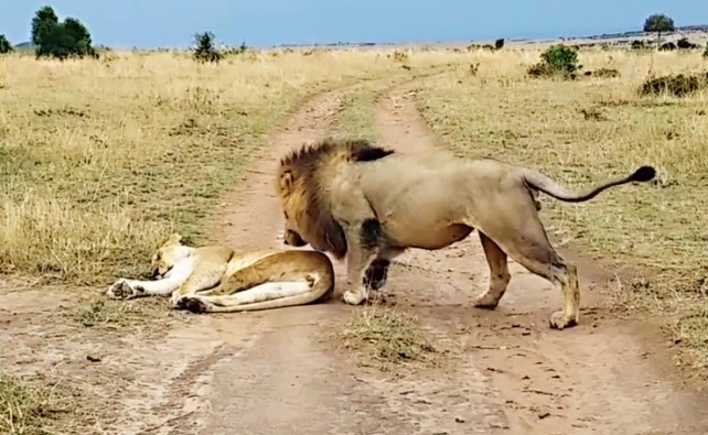 Clip: Sư tử cái đang ngủ bỗng nhiên bị con đực chơi khăm và dụng ý cực kỳ "ngọt ngào" đằng sau hành động đó