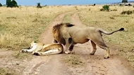 Clip: Sư tử cái đang ngủ bỗng nhiên bị con đực chơi khăm và dụng ý cực kỳ "ngọt ngào" đằng sau hành động đó
