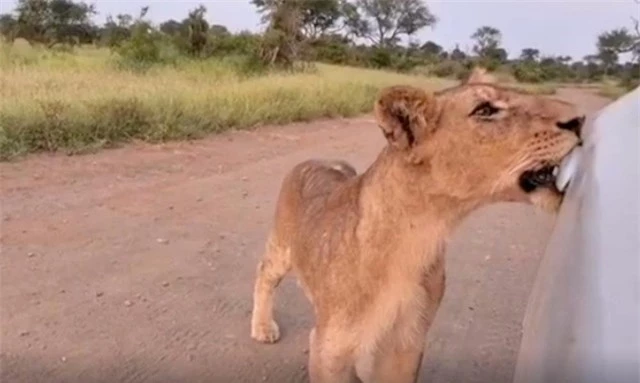 Sư tử có thể dùng răng để mở cửa xe ô tô...