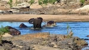 Con voi nổi điên, xua đuổi cả đàn hà mã ra khỏi khu vực bờ sông. Con voi nổi điên, xua đuổi cả đàn hà mã ra khỏi khu vực bờ sông.