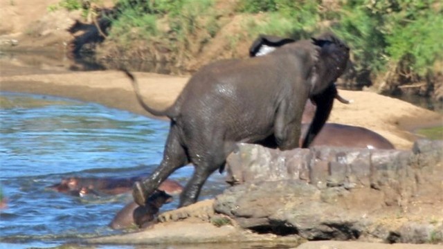 Đá cả vào người hà mã con, tuy nhiên điều đó là chưa đủ để cắt được "chiếc đuôi" khó chịu. Đá cả vào người hà mã con, tuy nhiên điều đó là chưa đủ để cắt được "chiếc đuôi" khó chịu.