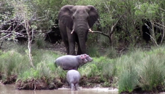 Clip: Voi đồng cỏ châu Phi to lớn "chạm mặt" đàn hà mã cứng đầu và cái kết cực kỳ hài hước