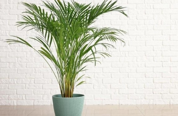 4 loại cây cảnh vừa giảm nhiệt ngày nóng lại 'nịnh' Thần tài, được người giàu coi như 'báu vật'