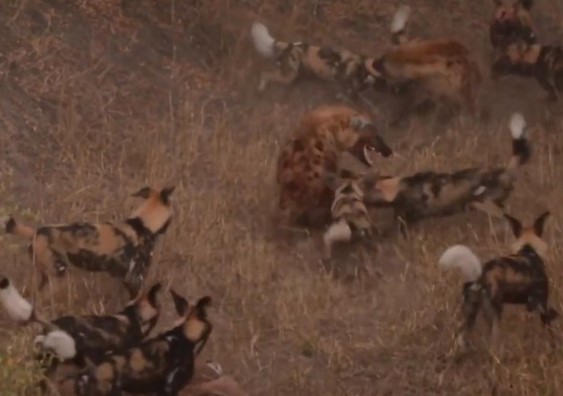 Clip: Tổ đội chó hoang liên thủ, quyết chiến đàn linh cẩu hung hãn để bảo vệ miếng mồi