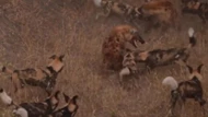 Clip: Tổ đội chó hoang liên thủ, quyết chiến đàn linh cẩu hung hãn để bảo vệ miếng mồi