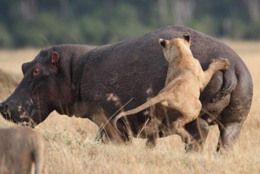 Clip: Rón rén định tấn công hà mã, sư tử nhận cái kết cực đắng