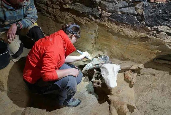 Cải tạo hầm rượu, sốc vì 300 khúc xương quái thú khổng lồ