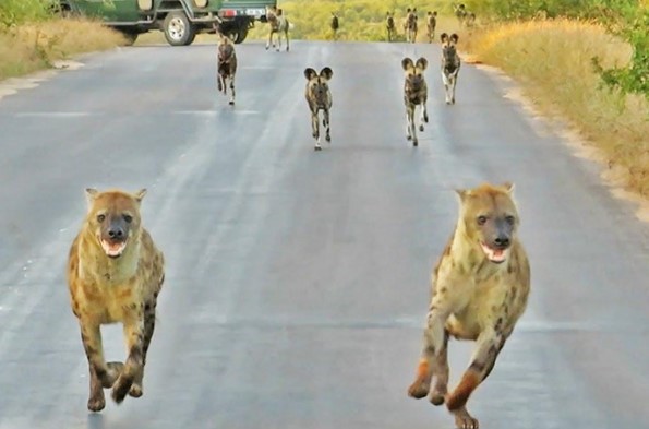 Clip: Điều gì sẽ xảy ra khi đàn linh cẩu đối đầu với đàn chó hoang thiện chiến hơn 20 con?