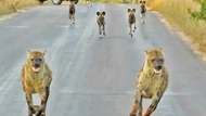 Clip: Điều gì sẽ xảy ra khi đàn linh cẩu đối đầu với đàn chó hoang thiện chiến hơn 20 con?