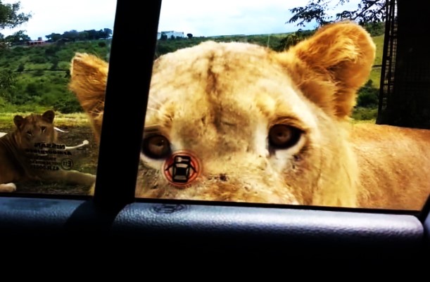 Clip: Hú hồn tình huống sư tử tự mở cửa, định nhảy vào xe của khách du lịch