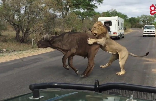 Clip: Vua s&#x1B0; t&#x1EED; h&#x1EA1; s&#xE1;t tr&#xE2;u r&#x1EEB;ng g&#x1ECD;n g&#xE0;ng ngay tr&#x1B0;&#x1EDB;c m&#x1EAF;t &#x111;o&#xE0;n kh&#xE1;ch du l&#x1ECB;ch