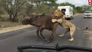 Clip: Vua sư tử hạ sát trâu rừng gọn gàng ngay trước mắt đoàn khách du lịch