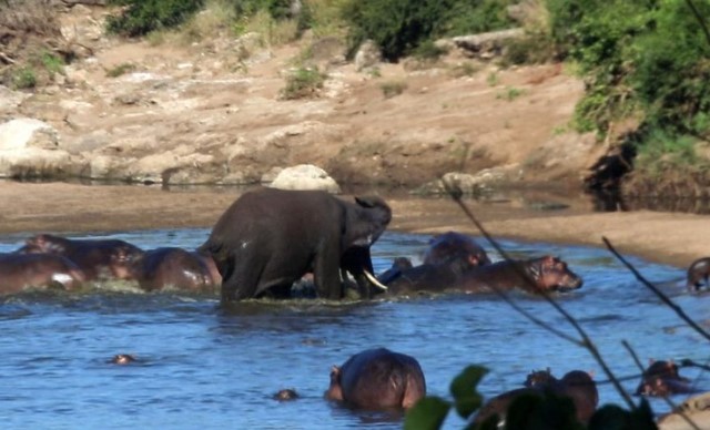 Clip: "Voi điên" vô duyên vô cớ tấn công cả đàn hà mã nhưng đành phải bất lực trước thành viên tí hon