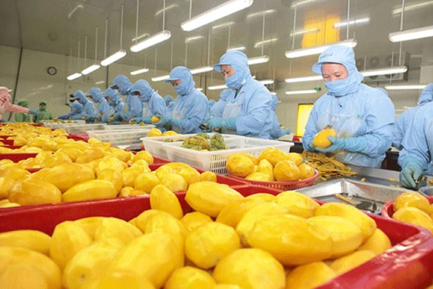 Xuất khẩu rau quả với nhiều gam màu sáng