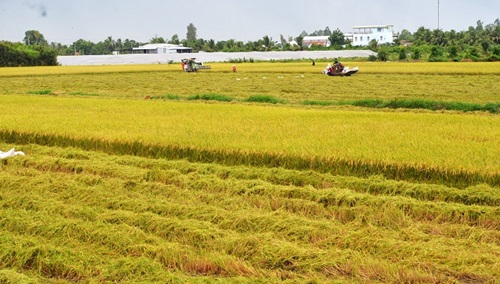 Phát triển kinh tế tuần hoàn ngành lúa gạo 