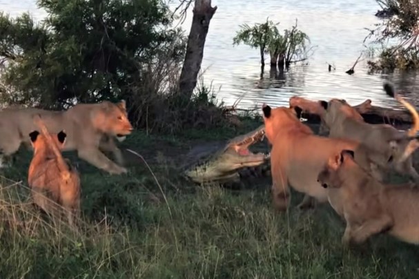 Clip: Tham miếng thịt thừa, cá sấu suýt phải bỏ mạng trước móng vuốt của bầy sư tử