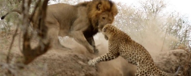 Con báo may mắn phi thân xuống dốc chạy kịp.