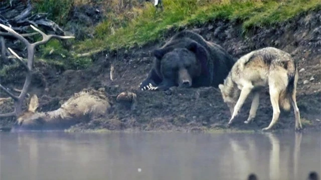 Đối đầu không được nên chó xám phải rình lúc gấu đang ngủ để cướp mồi.