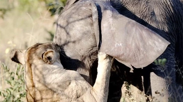 Lớp da dày của con voi đã hạn chế tối đa sức sát thương những ngón đòn cấu, xé từ sư tử.