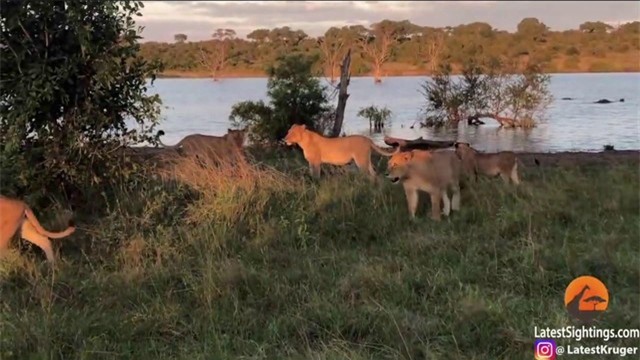 Bữa ăn còn xót lại của bầy sư tử đã khiến con cá sấu không thể kiểm soát được lòng tham mà bò lên mặt đất. Bữa ăn còn xót lại của bầy sư tử đã khiến con cá sấu không thể kiểm soát được lòng tham mà bò lên mặt đất.