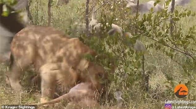 Cuối cùng, con sư tử xuất hiện, đánh đuổi lũ kền kền rồi nhanh chóng gặm miếng thịt bỏ đi mất trong sự ngỡ ngàng của người xem.