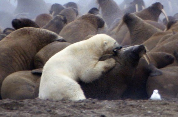 Clip: Một mình tả xung hữu đột giữa bầy thức ăn, con gấu trắng Bắc Cực vẫn bất lực
