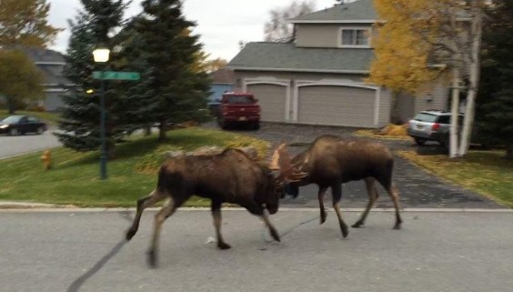 Clip: Tranh giành bạn tình, nai sừng tấm húc nhau dữ dội gây náo động cả một con phố