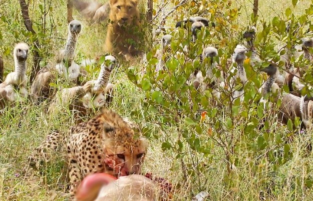 Clip: Trắng trợn cướp con mồi từ báo săn, bầy kền kền bị "nghiệp quật" ngay tức thì