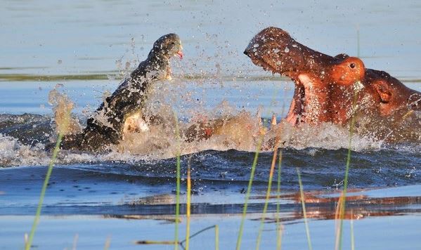 Hà mã lao vào giành con mồi với cá sấu: Xem cách chiến đấu là biết con nào thắng