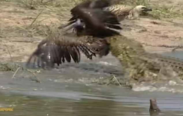 Clip: Mưu hèn kế bẩn như cò Marabou "mượn tay" cá sấu để tiêu diệt đối thủ