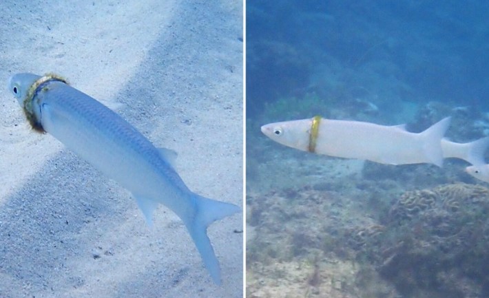 Chuyện thật như đùa, chiếc nhẫn cưới mất tích ngày nào bỗng nhiên được tìm thấy mắc kẹt trên người một con cá dưới đáy đại dương