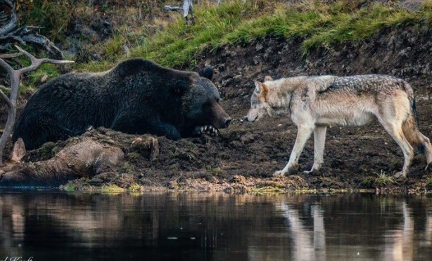 Clip: Gấu xám ngủ cũng không yên giấc vì phải bảo vệ thức ăn trước sự tấn công của chó sói