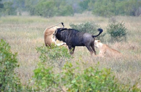 Clip: Tinh thần chiến đấu quật cường, linh dương đầu bò "một mình cân đôi" sư tử trong cuộc chiến giành sự sống