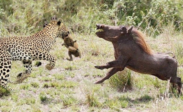 Clip: Lợn rừng châu Phi nỗ lực húc tung cả người con báo lên không trung để cứu lợn con