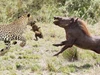 Clip: Lợn rừng châu Phi nỗ lực húc tung cả người con báo lên không trung để cứu lợn con