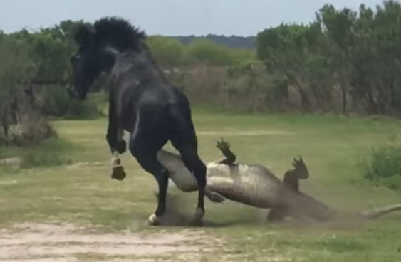 Clip: Rảnh rỗi không có gì làm, chú ngựa hoang cà khịa con cá sấu nguy hiểm nhất nước Mỹ để giải trí