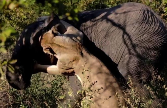 Clip: Sư tử săn voi và cái giá của việc chọn sai con mồi