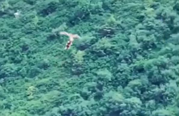 Clip: Chim ưng đánh rơi con mồi giữa không trung và lập tức "sửa lỗi"